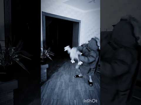 Котик напал на хейтера 😱👻 #мистика #бабайка #момо #призрак #косплей #монстр #ужасы