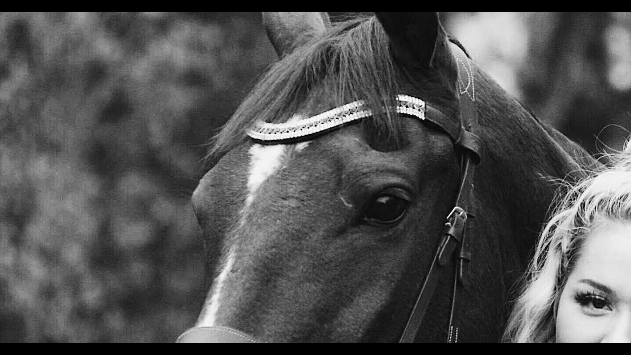 A letter to my horse