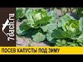 👩‍🌾 Как посеять капусту под зиму - 7 дач