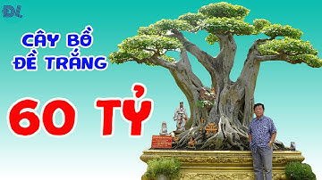 Cây cảnh được treo bảng 