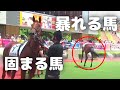 暴れる馬、好き勝手な馬、固まる馬　何もかも初めての2歳馬たちのパドックとクイズ