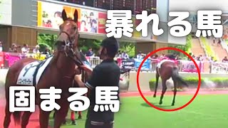 暴れる馬、好き勝手な馬、固まる馬　何もかも初めての2歳馬たちのパドックとクイズ