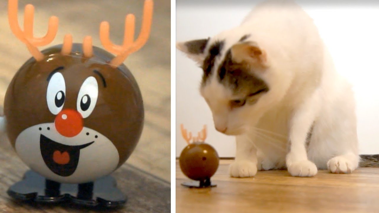 Cats And Reindeer Toy YouTube
