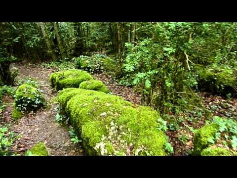 Vidéo: Labyrinthe Vert Sur La Façade