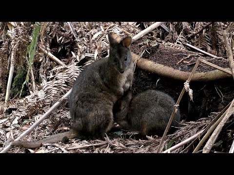 Tasmanian Pademelons (Wallabies) at Fern Glade