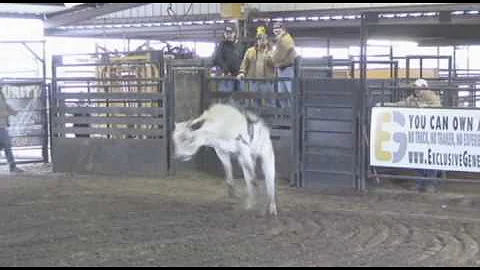 2010 FUTURITY BULL 814 OWNED BY KENNY HAGUE & TRAI...