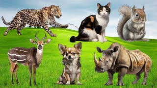 : Bustling animal world sounds around us: Elephant,  Fox, Squirrel, Squirrel, Rhino, Ducks, Horse,...