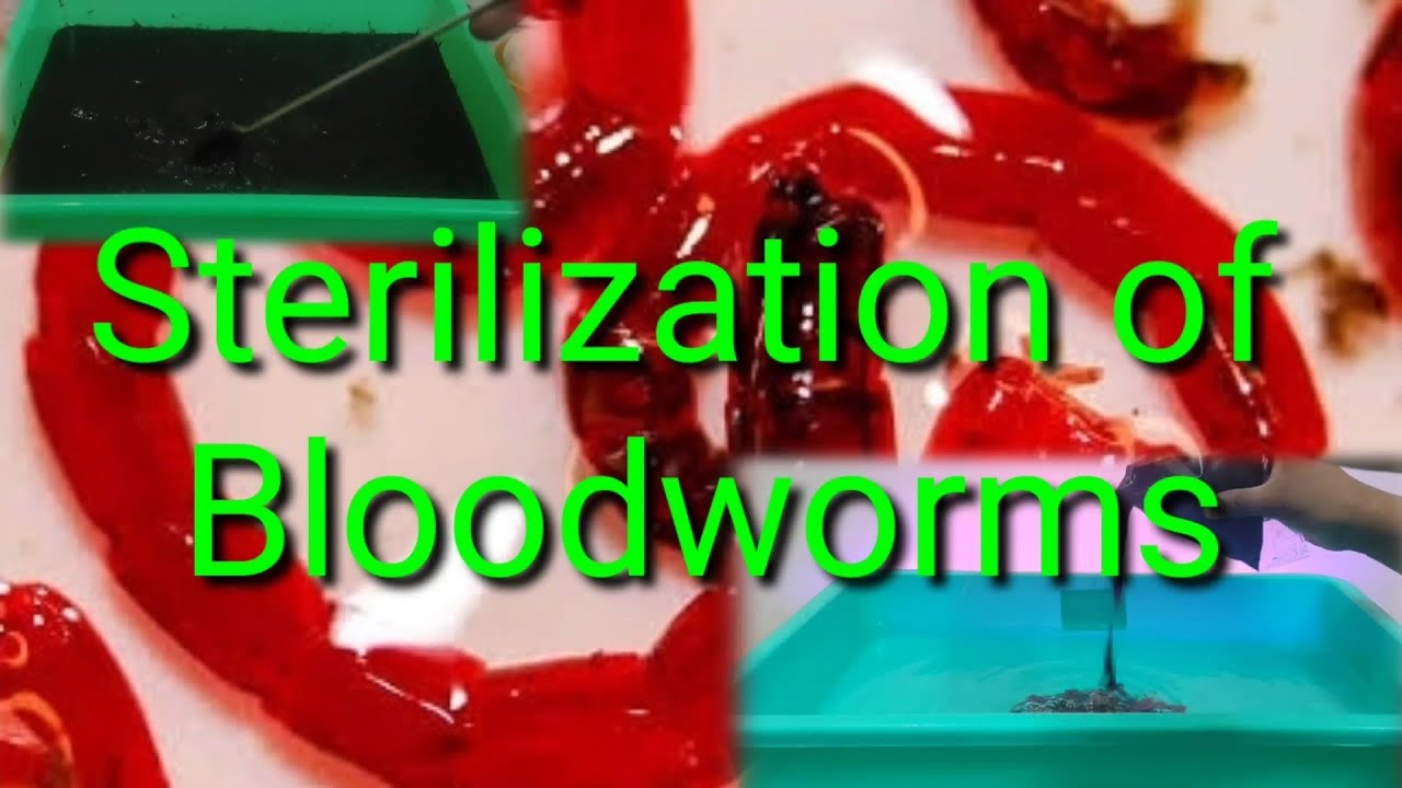 How to sterilization of frozen bloodworm, fish food