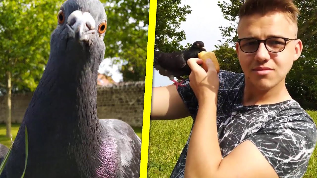 Comment Dresser Des Pigeons Youtube