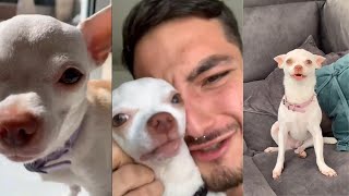 SPECIAL NIKI CHIHUAHUA AND MURAT NOYAN | Niki's (mreviatar)& MURAT NOYAN first videos on tiktok.