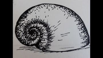 How to Draw a Fibonacci Shell with Fibonacci Cross Hatching