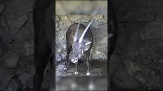 The Unicorn That Actually Exists🦄#saola#endangeredspecies #rareanimals#youtubeshorts#shortsfeed