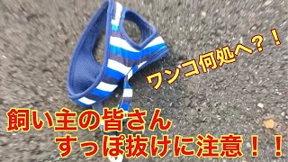 犬の飼い主さん必見！すっぽ抜けに注意！