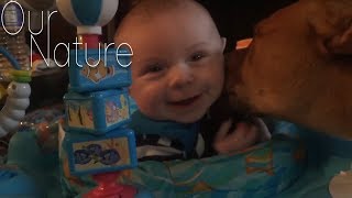 Pitbulls Meeting Babies - Best Friends Compilation 2018 by Our Nature 7,038 views 6 years ago 10 minutes, 33 seconds