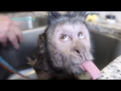 Funny Monkey Videos Compilation! - YouTube