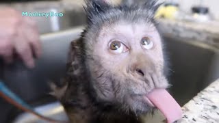 Funny Monkey Videos Compilation!
