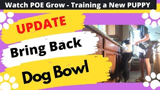 Bringing Bowl Update - Watch POE Grow - The life and Training of a Competition Puppy by Debby Quigley 26 views 2 years ago 1 minute, 22 seconds