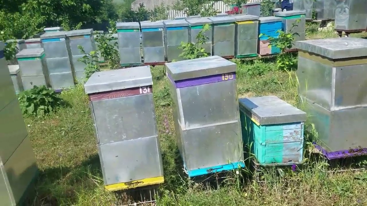 375.Capcana pentru roi.