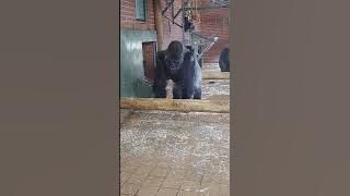 Gorilla Vocalisations