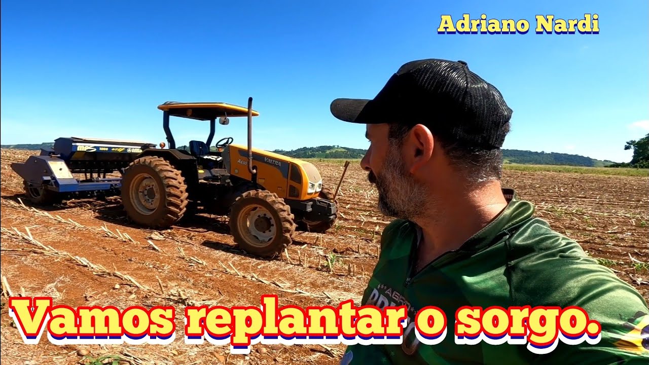 Hoje vamos fazer o replantio do sorgo.