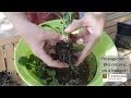 Propagation  big garden returns on a budget