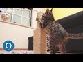 DIY Cat Scratching Post DIY Cat Scratching Post