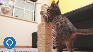 If you don't want to spend a great amount of money on commercial
scratching post but still your feline companion file its nails and
avoid it scratc...