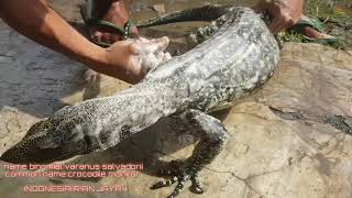 MEMANDIKAN BIAWAK TERPANJANG DENGAN GIGITAN YANG SANGAT UWUUWWW BANGET!!!!