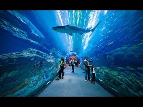 Dubai Aquarium and Underwater Zoo | The Dubai Mall