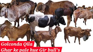 Ghar ke pale hue bade janwar available in Golconda qila katora house | Gir bull's | jersey bull's