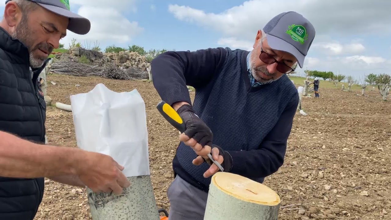 Büyük Cevizde Kollara Çeşit Değiştirme Aşı Nasıl Olur 