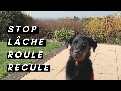 Vidéo: 15 cadeaux originaux pour l'amateur de chien artistique dans votre vie