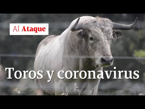 El toro bravo, ¿lo aniquilará el coronavirus? | Al Ataque
