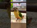 Periquito huérfano de mama fue adoptado#shortvideo#shorts#short#viral#viralvideo#shortsvideo#tiktok