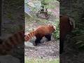 Red panda ๑•͈ᴗ•͈๑ #redpanda #animals #cute #adorable #foryou