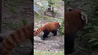 Red panda ๑•͈ᴗ•͈๑ #redpanda #animals #cute #adorable #foryou