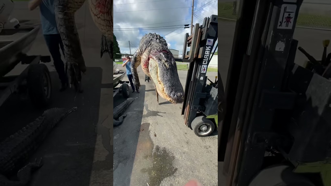 Worlds largest alligator taken from Kenansville Lake YouTube
