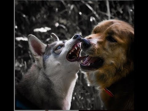 (funny-dog-videos)-funny-dogs-fight-dirty-videos-compilation---funny-pet-videos