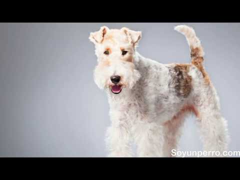Video: Toy Terrier: Historia De La Raza