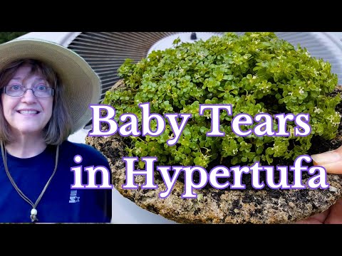 How to Plant Baby Tears in the Hypertufa Bowl