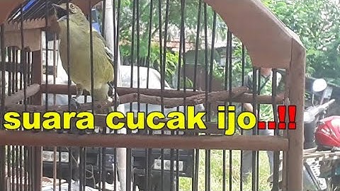 ISTIMEWA  !! CIPOH GACOR , SIRTU GACOR ISIAN CUCAK IJO