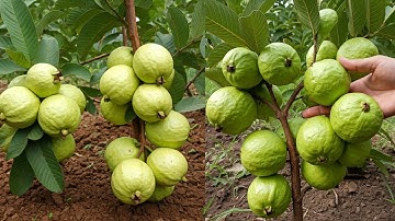 LIVE🔴🌿Step-by-Step Guide to Growing Guava from Air Layering #live #garden