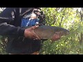 Cottonwood creek salmon fishing Ep2