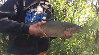 Cottonwood creek salmon fishing Ep2