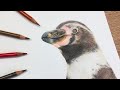  real time penguin tutorial  colored pencil drawing tutorial