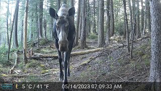Adirondacks NY, Great Sacandaga Lake Area - Moose