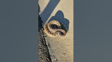 hissing gopher snake.... trying to move out of middle of road.