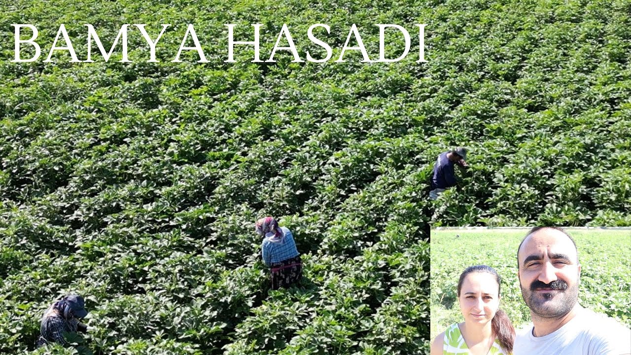 Aydın Çiftçisinin Bamya Hasadı ( KOÇARLI )