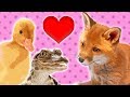 Baby Animals Quiz