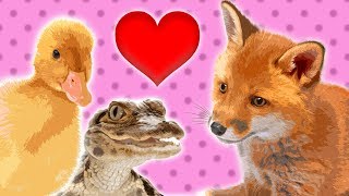 12 Baby Animals for Kids || Cute Animals for Kids || Learn Animal Names